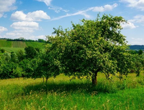 Streuobstwiese Wiki